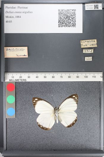 Media type: image;   Entomology 130580